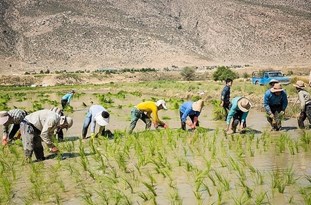 معاون جهاد کشاورزی استان اصفهان: قانونی برای جلوگیری از کشت برنج وجود ندارد/ یک هکتار برنج به ۱۶ هزار متر مکعب آب نیاز دارد