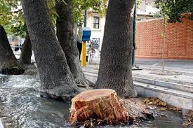 Hollow trees in Isfahan identified before cutting down