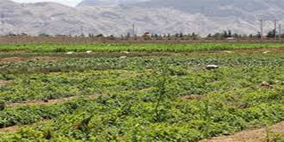 Tehran, Ankara discuss expanding agricultural ties