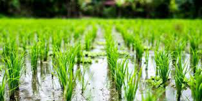 کاشت برنج در استان اصفهان به صفر خواهد رسید