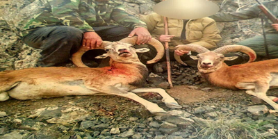 دستگیری دو شکارچی غیرمجاز در تهران
