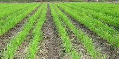 کاشت ۳۲ محصول به جای برنج لنجان