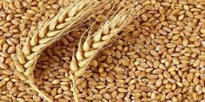 Wheat production expected to reach 13.5m tons this year: report
