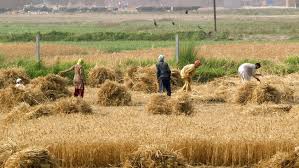 تولید گندم در اصفهان بیش از ۲ برابر شد