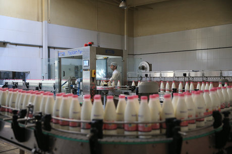 آفلاتوکسین در تولیدات شیر اصفهان کمتر از استانداردهای کشور است