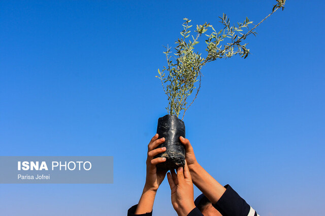 توزیع پنج هزار و ۶۰۰ اصله نهال در شهرستان گلپایگان