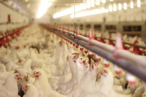 ضرورت حمایت بخش دولتی از تولیدکنندگان مرغ
