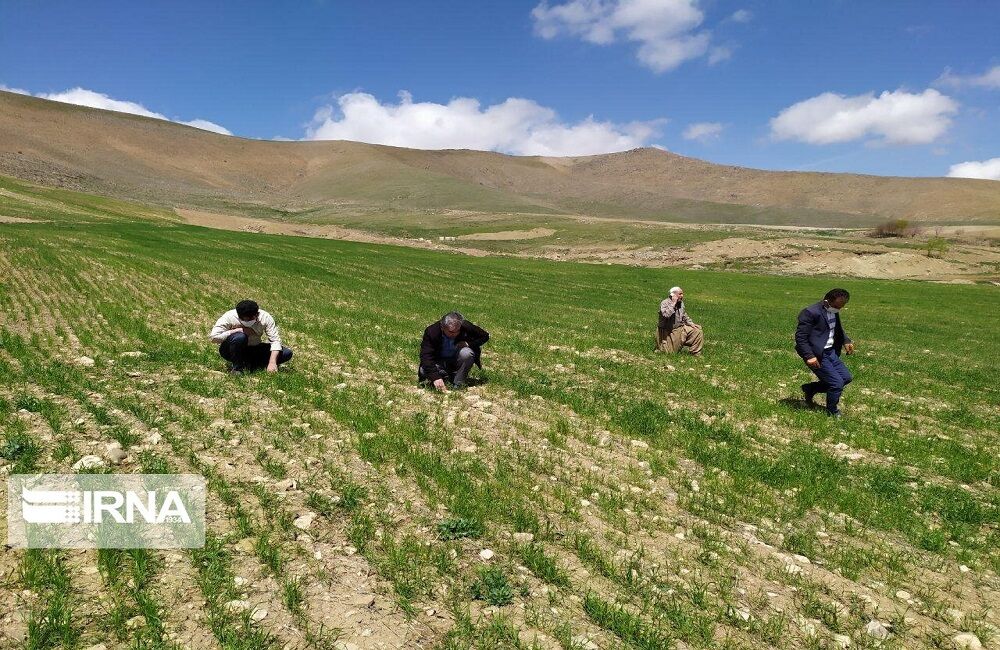 اقلیم اصفهان، موهبتی برای کشاورزی ارگانیک