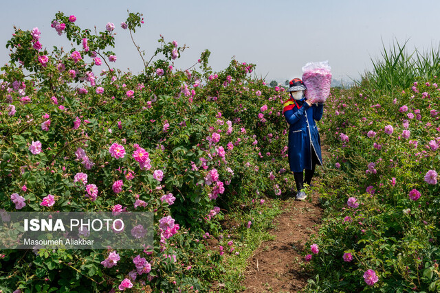 مزارعِ گلِ محمدی گلپایگان فرصتی برای جذب گردشگر و ایجاد اشتغال