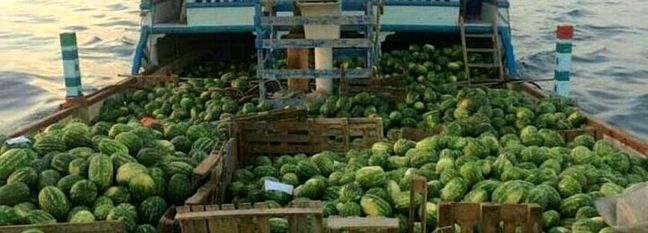 ۵% Rise in Watermelon Exports
