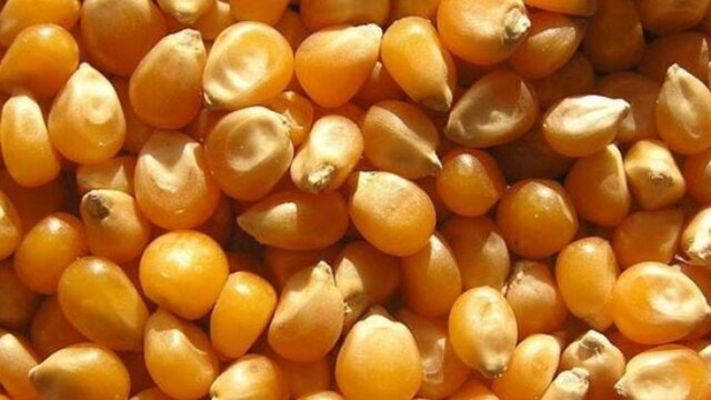 ذرت‌های تاریخ گذشته هنوز به اصفهان نرسیده است
