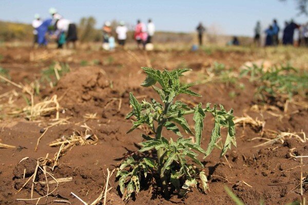 FAO supports Iran to strengthen national agricultural systems