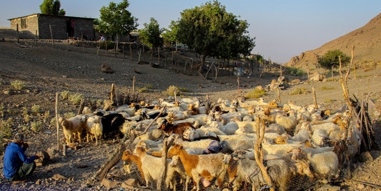 قاچاق دام در استان اصفهان نداریم/ قیمت گوشت و مرغ به زودی کاهش می‌یابد