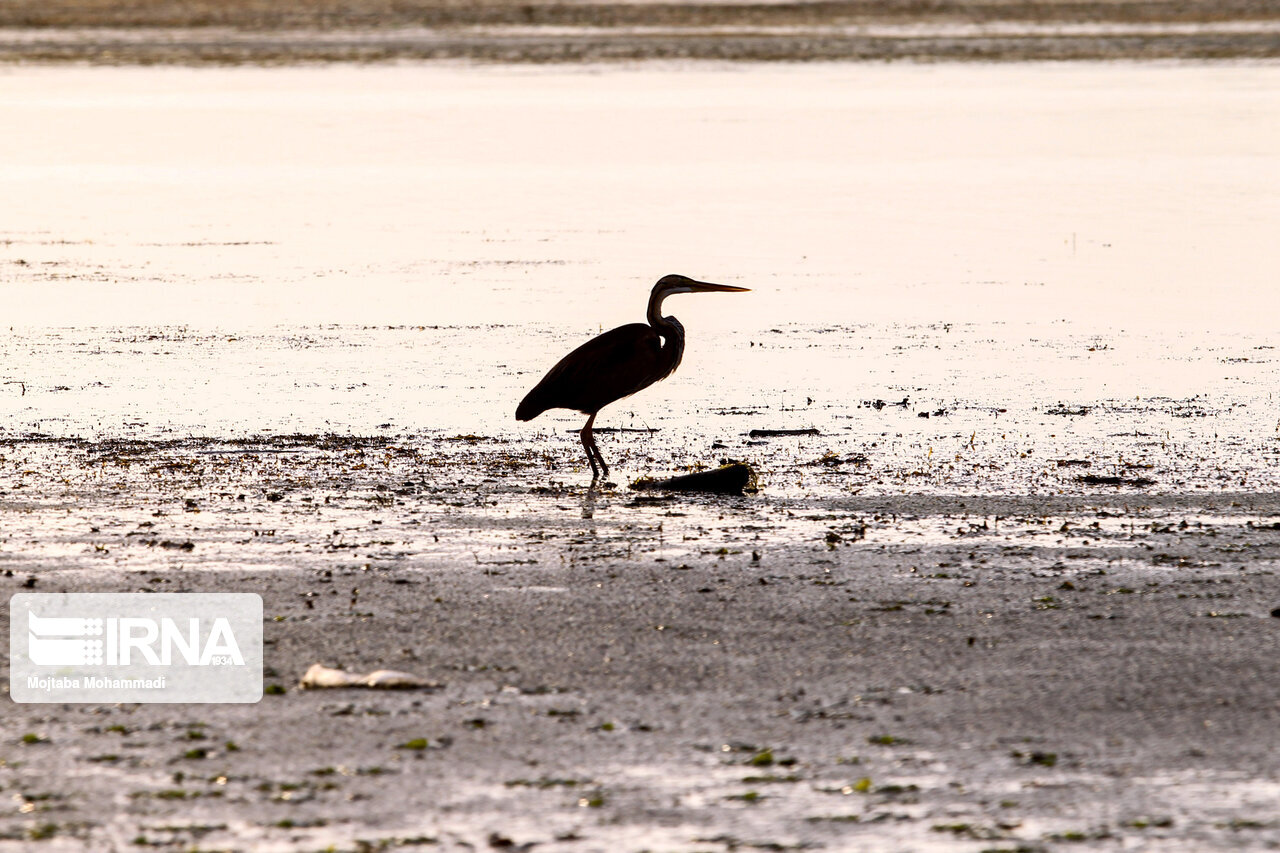 Iran allocates $3m for revival of Iranian wetlands