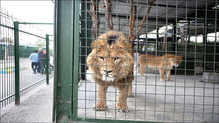 باغ وحش صفه اصفهان به نقاهتگاه و پناهگاه حیوانات تبدیل می شود