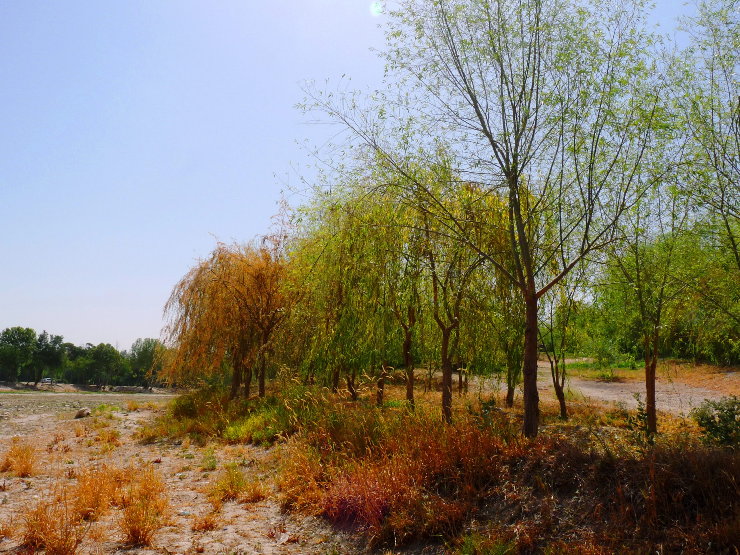تنش‌های پیش روی درختان فضای سبز شهری اصفهان