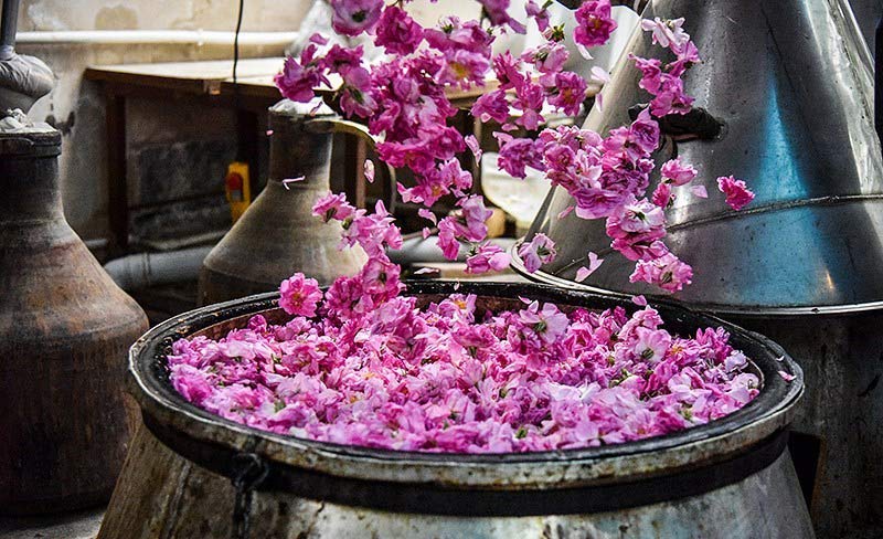 اشتغال مستقیم ۳۵۰۰ نفر در واحدهای گلاب‌گیری سنتی کاشان