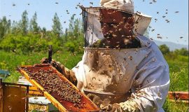 ۵ هزار تُن شکر بین زنبورداران اصفهان توزیع شد