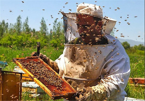 ۵ هزار تُن شکر بین زنبورداران اصفهان توزیع شد