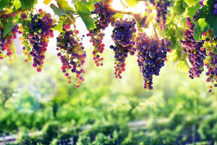 پیش بینی برداشت بیش از ۸۰ هزار تن انگور از تاکستان‌های اصفهان