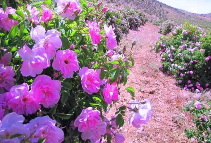 پیش‌بینی برداشت ۱۲۰۰۰ تن گل از مزارع گل محمدی استان اصفهان