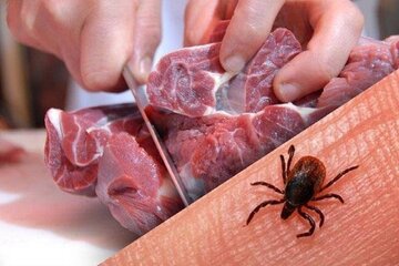 زنگ هشدار افزایش تب کریمه کنگو در اصفهان