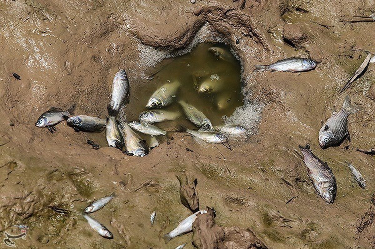 در سیل اخیر ۳۰۰ تن ماهی در استان تلف شد