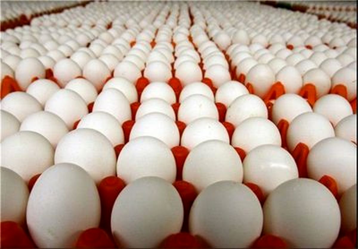اصفهان رتبه اول تولید تخم مرغ را در کشور داراست