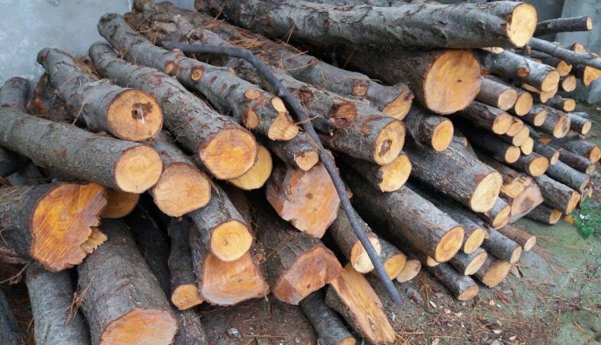 ۸۹ تُن چوب و زغال جنگلی قاچاق در اصفهان کشف شد