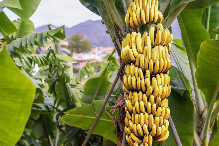 Bananas: Good or Bad