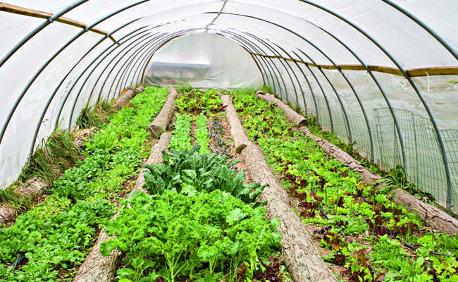 Iran’s greenhouse farming expands 161% over past decade