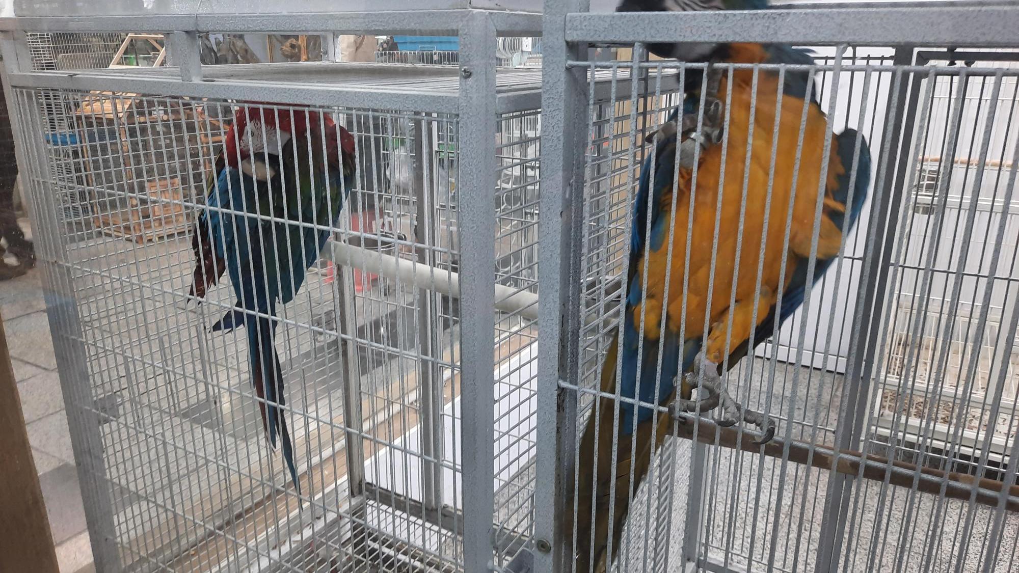 آغاز عملیات اجرایی و ساخت بازار بزرگ پرندگان زینتی در اصفهان