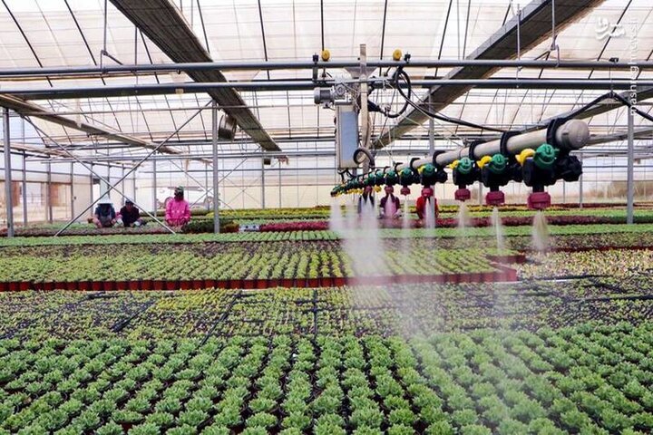Greenhouse output expected to reach 3.7m tons by Mar. 2025