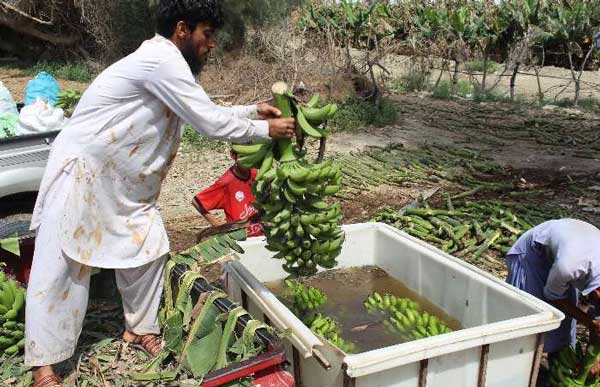 Makran Coasts Development Supreme Council inks co-op MOU with Agriculture Ministry