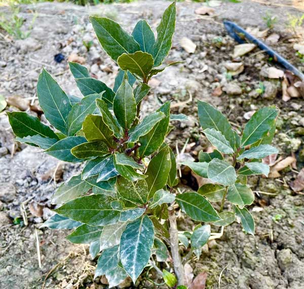 Medicinal plants cultivated in over 1,200 ha of lands in Qazvin province