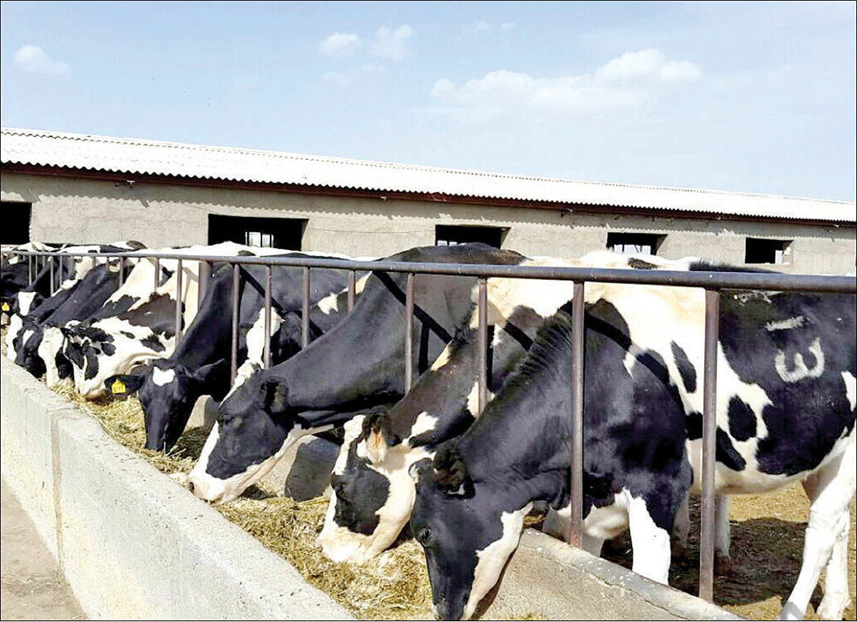 Iran, Turkey sign cooperation agreement on livestock, aquatic feed