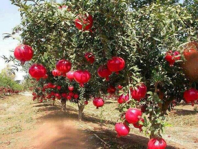 Pomegranate output rises 10,000 tons