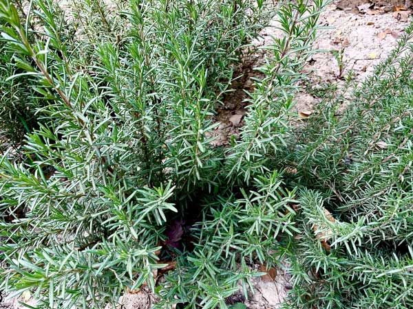 Annual production of medicinal plants expected to reach 450,000 tons