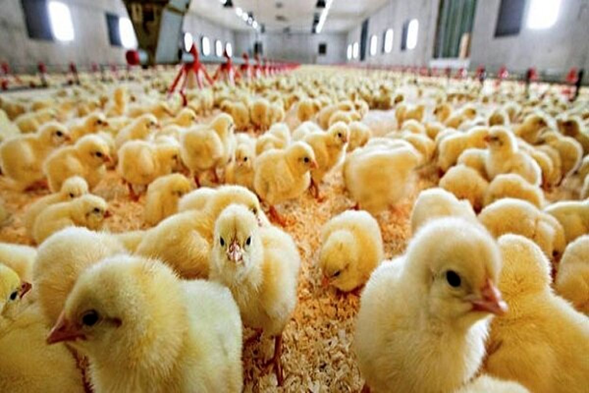 افزایش میزان جوجه ریزی و تولید مرغ