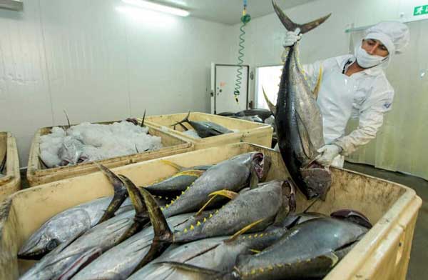 Fishery exports exceed 102,000 tons in 9 months