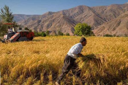 Iran’s grain production  exceeds 21 million tons in 2023: FAO