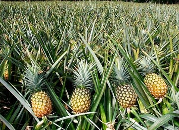 Pineapple: 8 Impressive Health Benefits