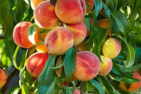 Iran’s agricultural products export up 33% in 5 months yr/yr