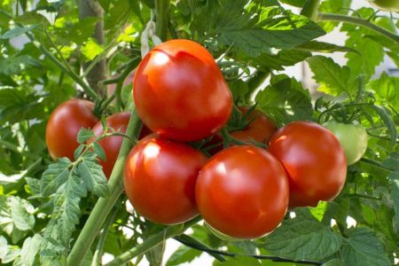 Tomato export stands at $226m in 7 months