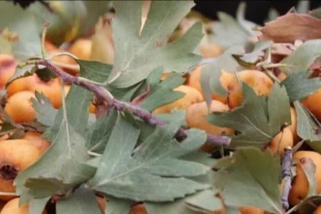  جایگاه قدسی درخت زالزالک در روستای هِنده گلپایگان