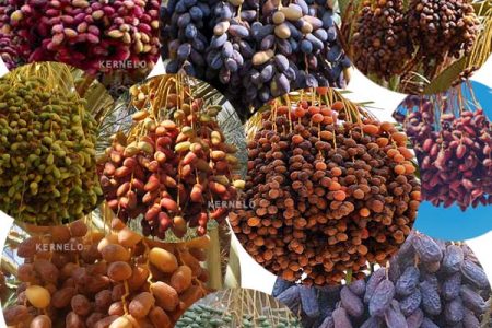 Dates worth $78m exported in H1