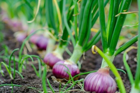 8Impressive Health Benefits of Onions