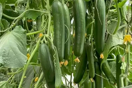 What Happens to Your Body When You Eat Cucumbers Regularly