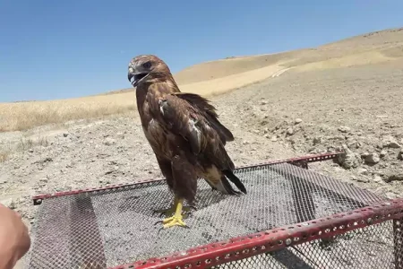 بازگشت سارگپه به دامان طبیعت شهرستان نایین