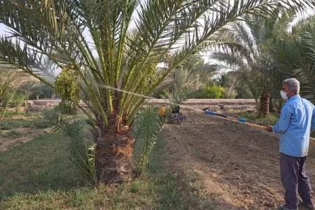 عملیات مبارزه با آفت‌های خرما در خور و بیابانک آغاز شد